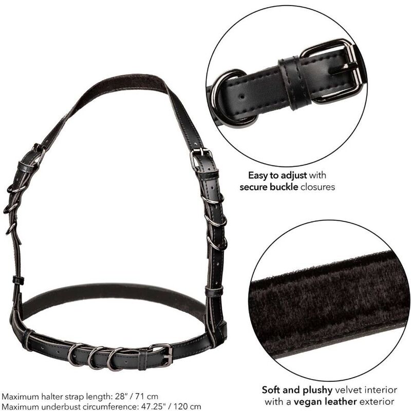 CALEXOTICS - EUPHORIA ARNÉS CON HEBILLA PARA CABALLERO TALLA GRANDE NEGRO